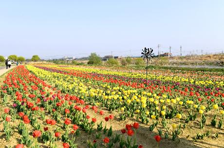 공릉천 튤립 활짝(2022. 04. 19)_