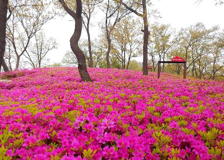 월롱산 아름다운 철쭉 동산(2022. 04. 24)_8