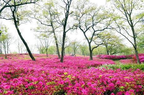 월롱산 아름다운 철쭉 동산(2022. 04. 24)_3