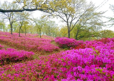 월롱산 아름다운 철쭉 동산(2022. 04. 24)_7