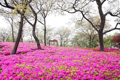 월롱산 아름다운 철쭉 동산(2022. 04. 24)_4