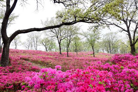 월롱산 아름다운 철쭉 동산(2022. 04. 24)_0