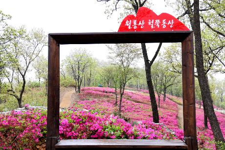 월롱산 아름다운 철쭉 동산(2022. 04. 24)_1