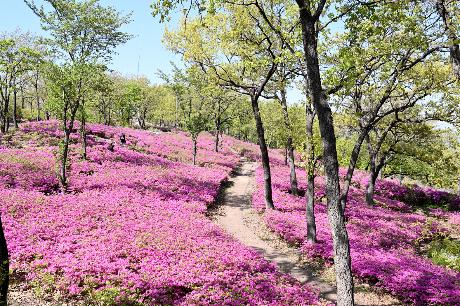 아름다운 월롱산 철쭉으로 물들다.(2023. 04. 19)_