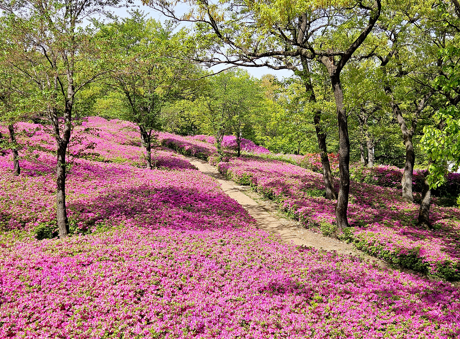 월롱산을 수놓은 철쭉 물결