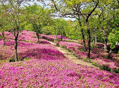 월롱산을 수놓은 철쭉 물결 (2026. 04. 23)_2