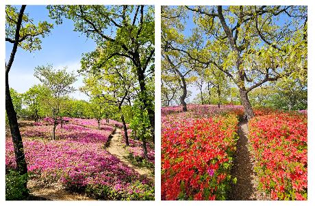 월롱산을 수놓은 철쭉 물결 (2026. 04. 23)_0