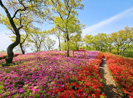 월롱산을 수놓은 철쭉 물결 (2026. 04. 23)_4