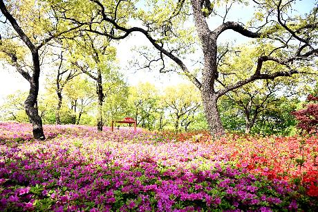 월롱산을 수놓은 철쭉 물결 (2026. 04. 23)_7