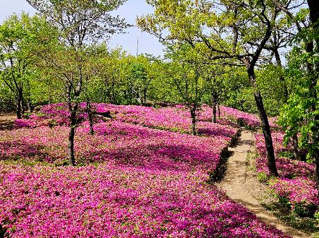 월롱산을 수놓은 철쭉 물결 (2026. 04. 23)_3