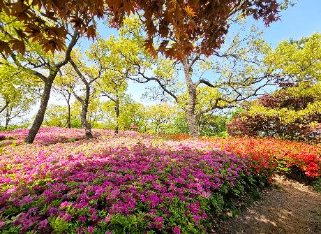 월롱산을 수놓은 철쭉 물결 (2026. 04. 23)_5