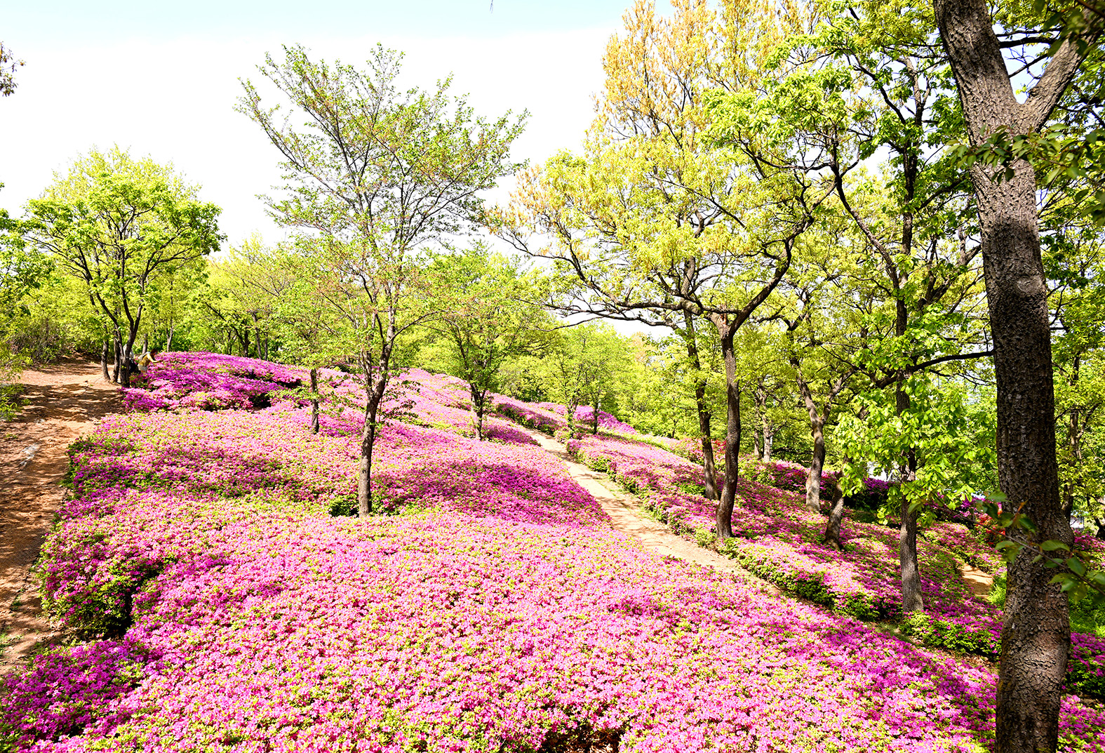 월롱산을 수놓은 철쭉 물결