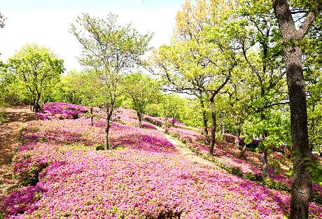 월롱산을 수놓은 철쭉 물결 (2026. 04. 23)_8