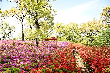 월롱산을 수놓은 철쭉 물결 (2026. 04. 23)_6