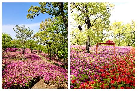 월롱산을 수놓은 철쭉 물결 (2026. 04. 23)_9