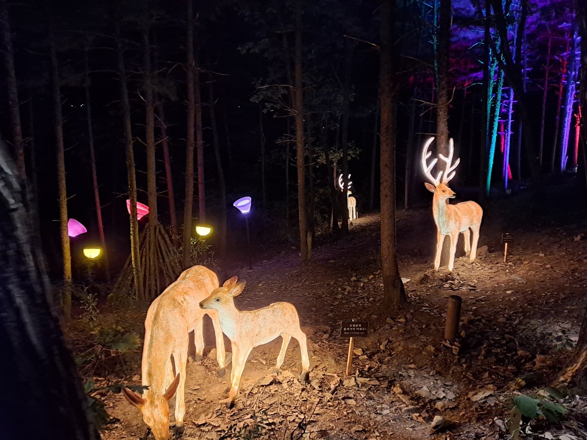 숲길에서 만나는 엄마 사슴과 아기 사슴 그리고 아빠 사슴