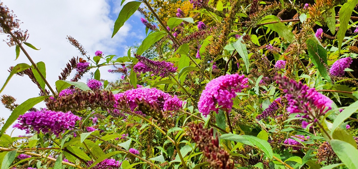 붓들레아 사이로 벌과 나비가 분주하다.