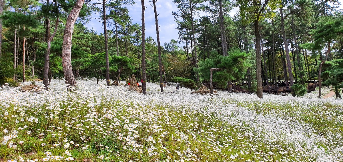 율곡수목원은 지금 구절초의 향연이다.