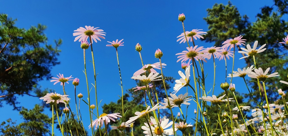 푸른 가을 하늘을 배경으로 만개한 구절초가 선명하다.