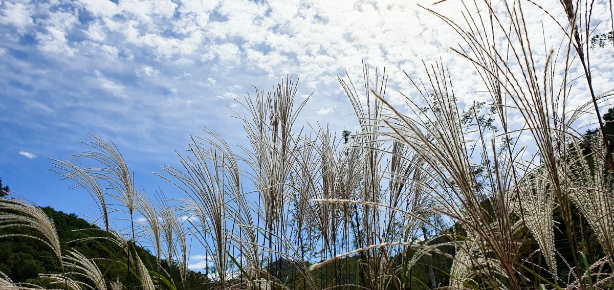 하늘을 휘젓는 억새의 손길 위로 구름이 흐른다.