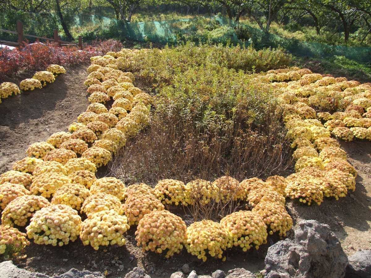 한반도를 형상화한 꽃밭