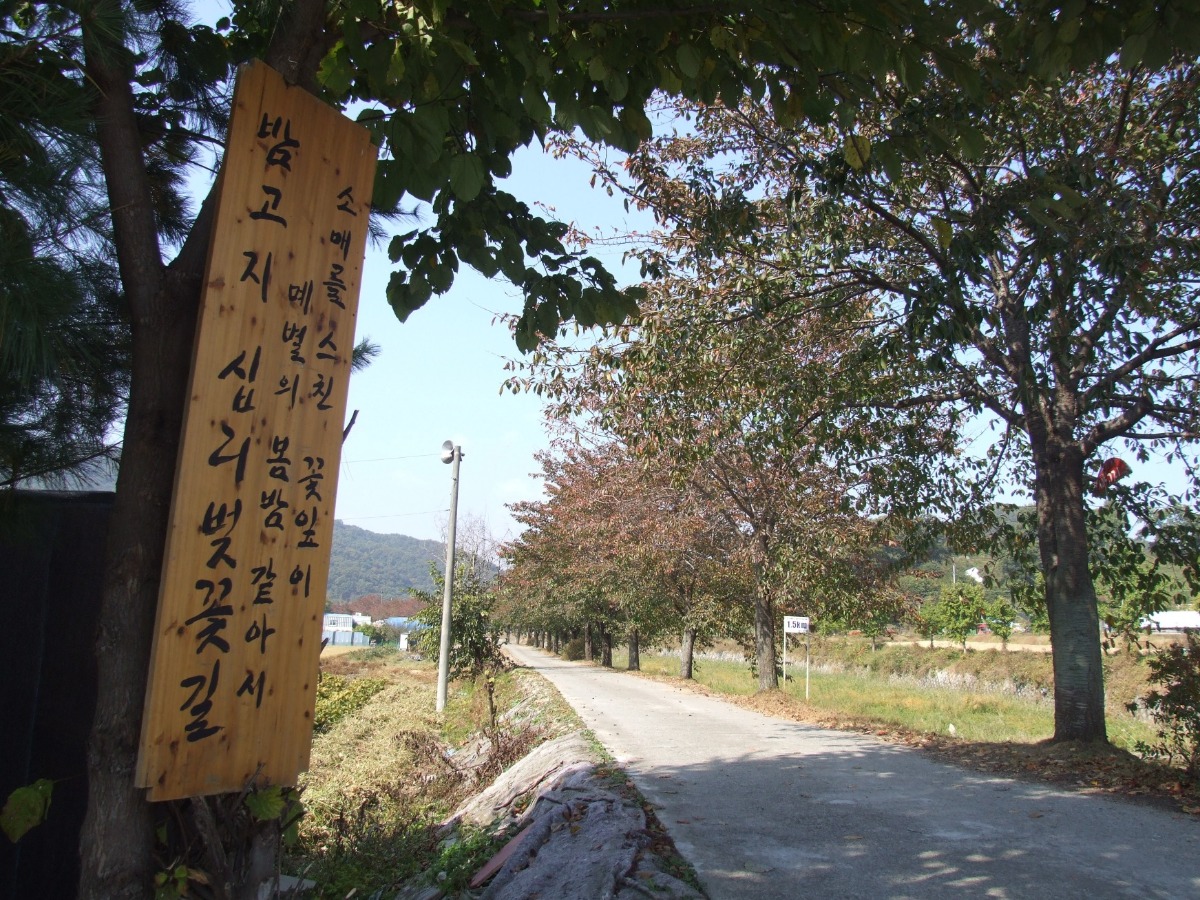 두포 2리 ‘밤고지 십 리 벚꽃 길’