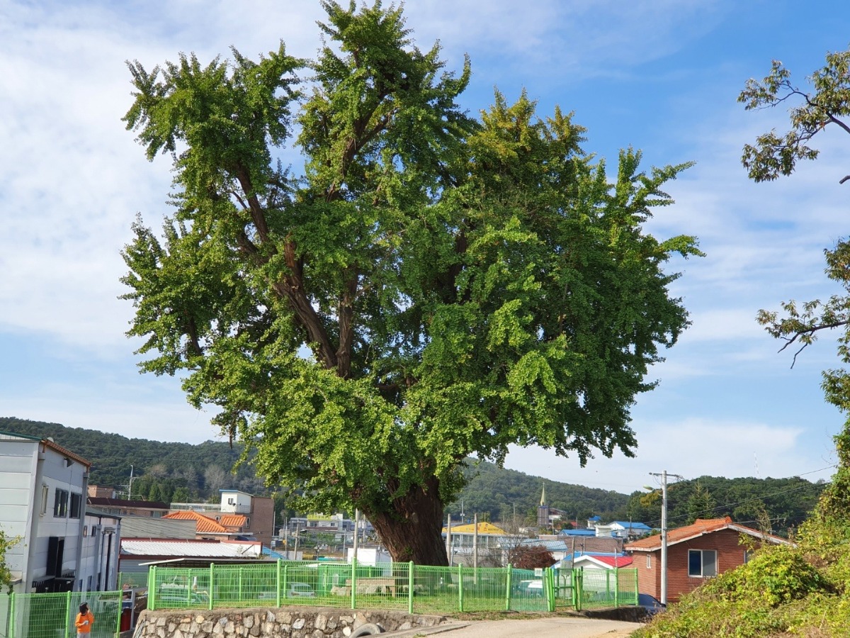 보호수로 지정된 은행나무를 한 아이가 바라보고 있다.