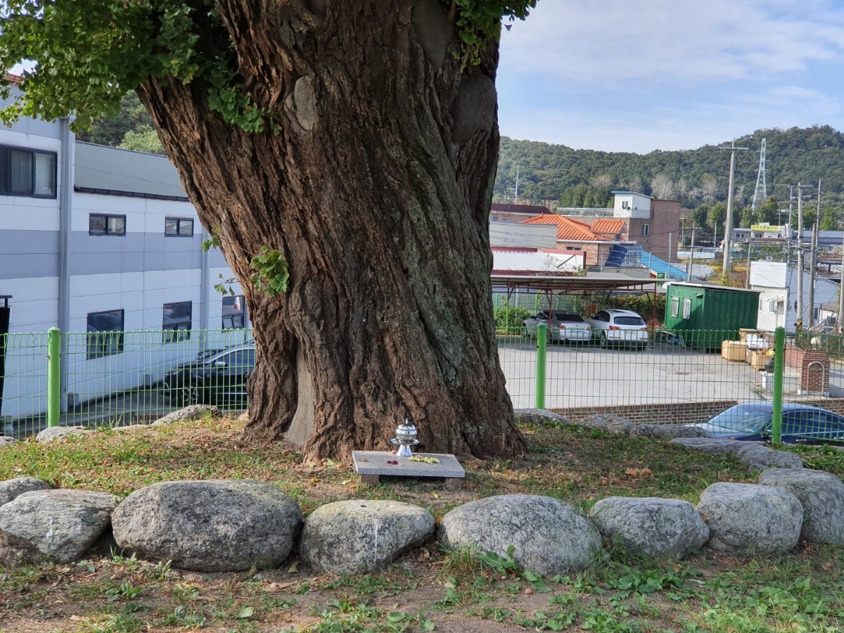 나무에 제를 지낸 흔적이 남아 있다.