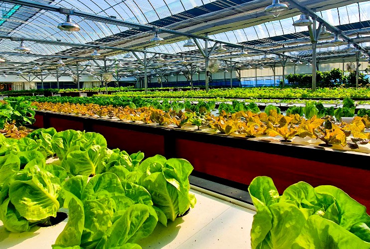아쿠아포닉스 쌈 채소 수경 재배 농장