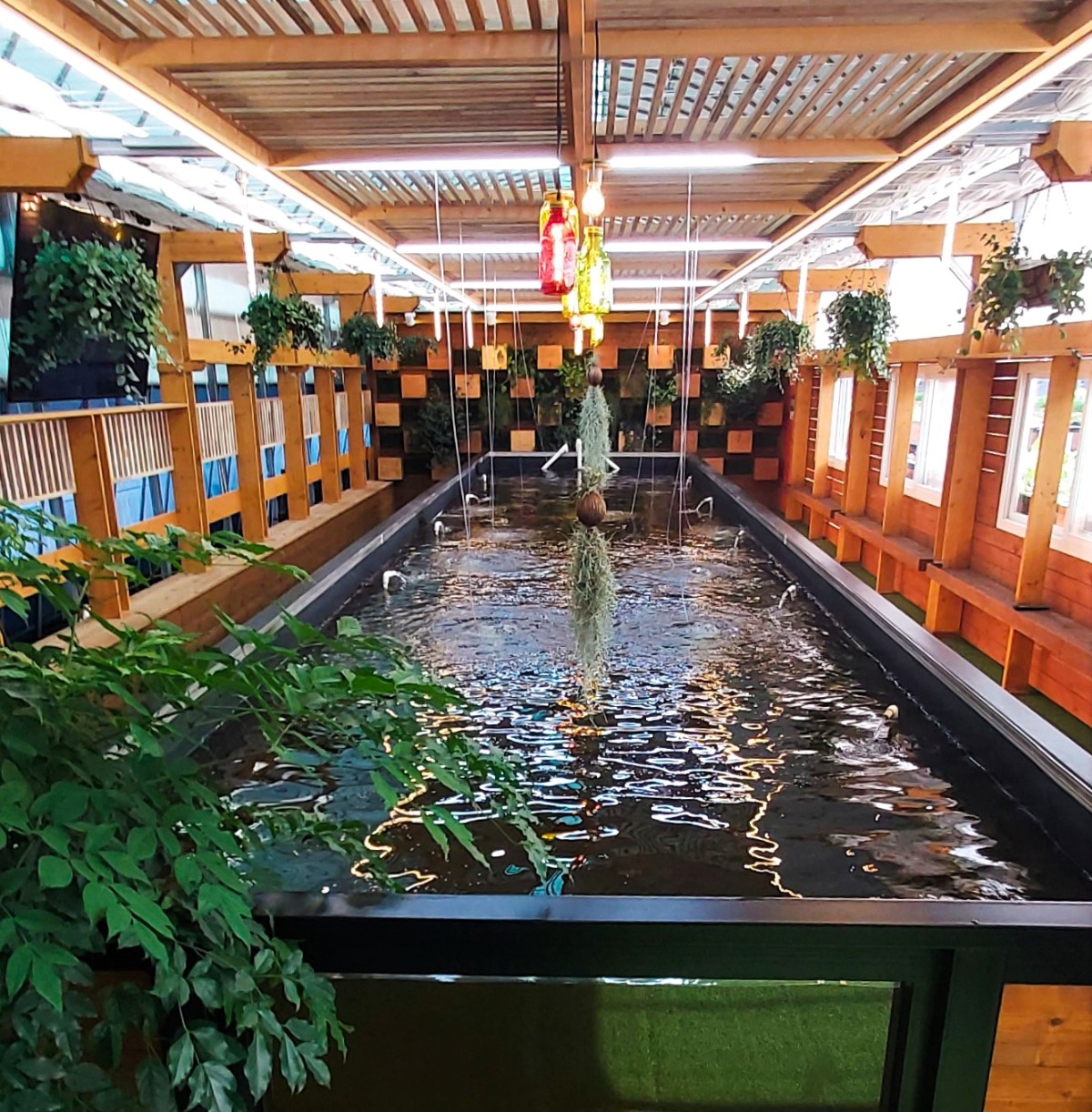 아쿠아포닉스 비단잉어 양어장