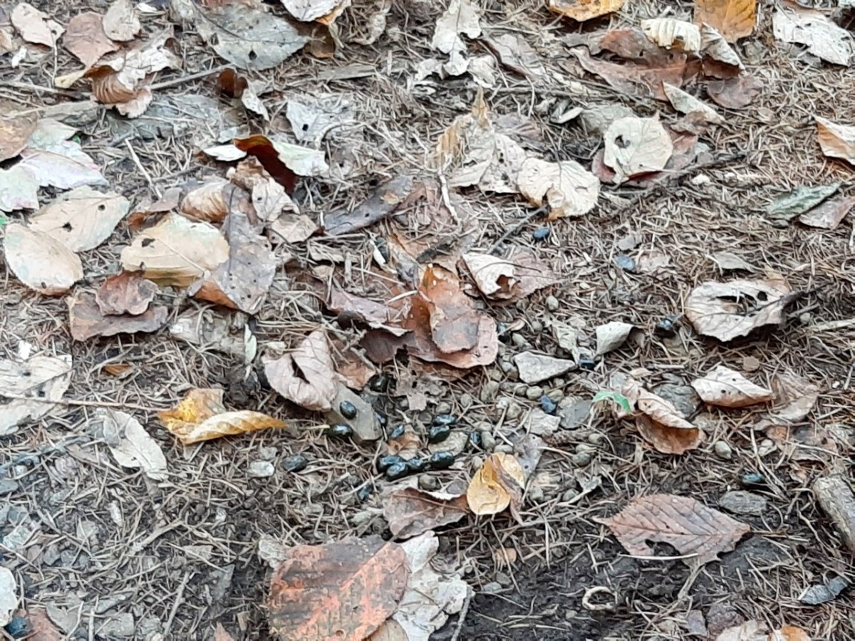 아이들이 발견한 고라니 똥