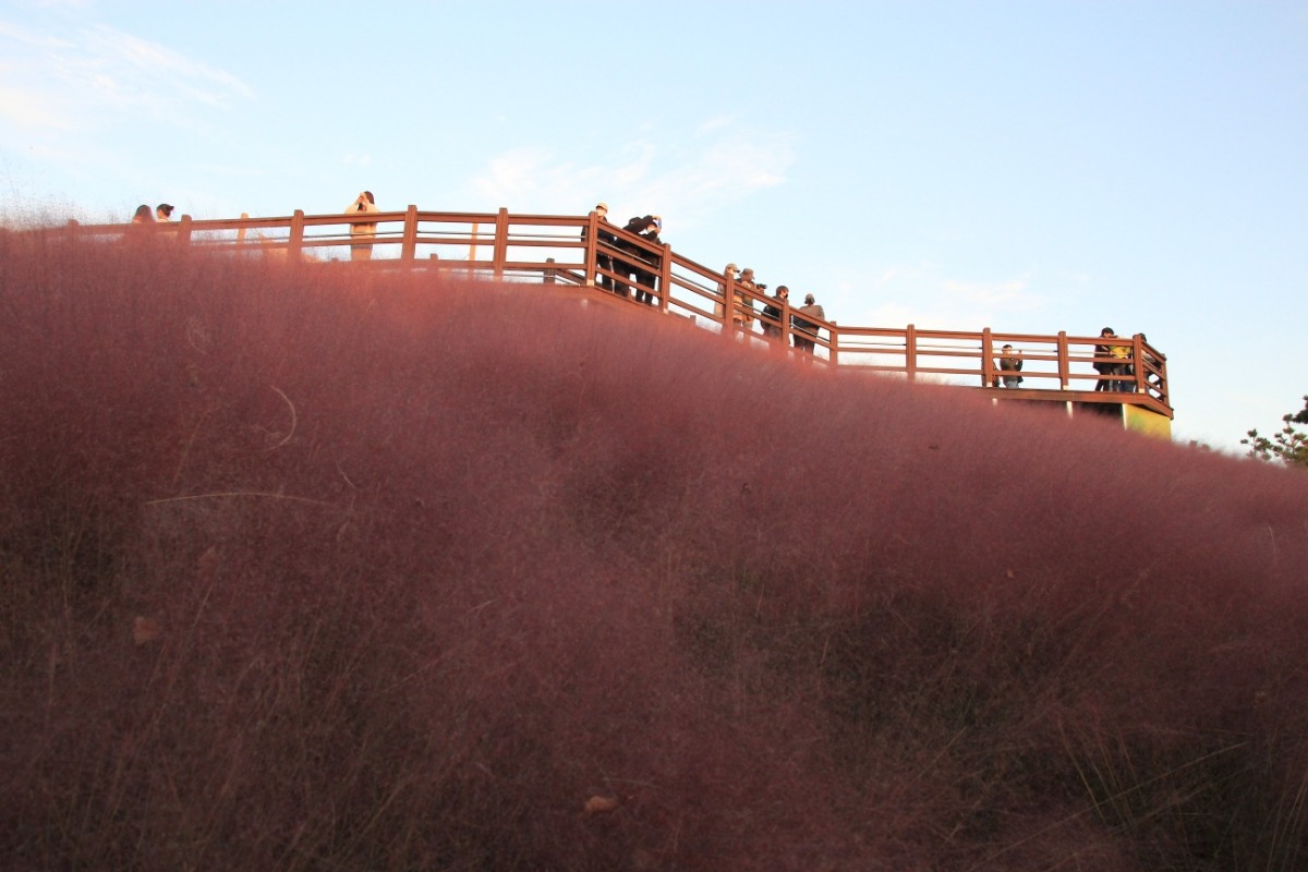 노을에 물든 임진강 물줄기와 핑크뮬리