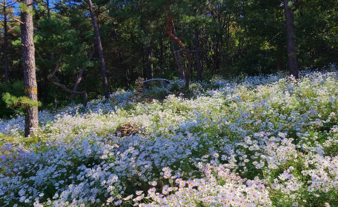 율곡수목원 구절초 꽃밭