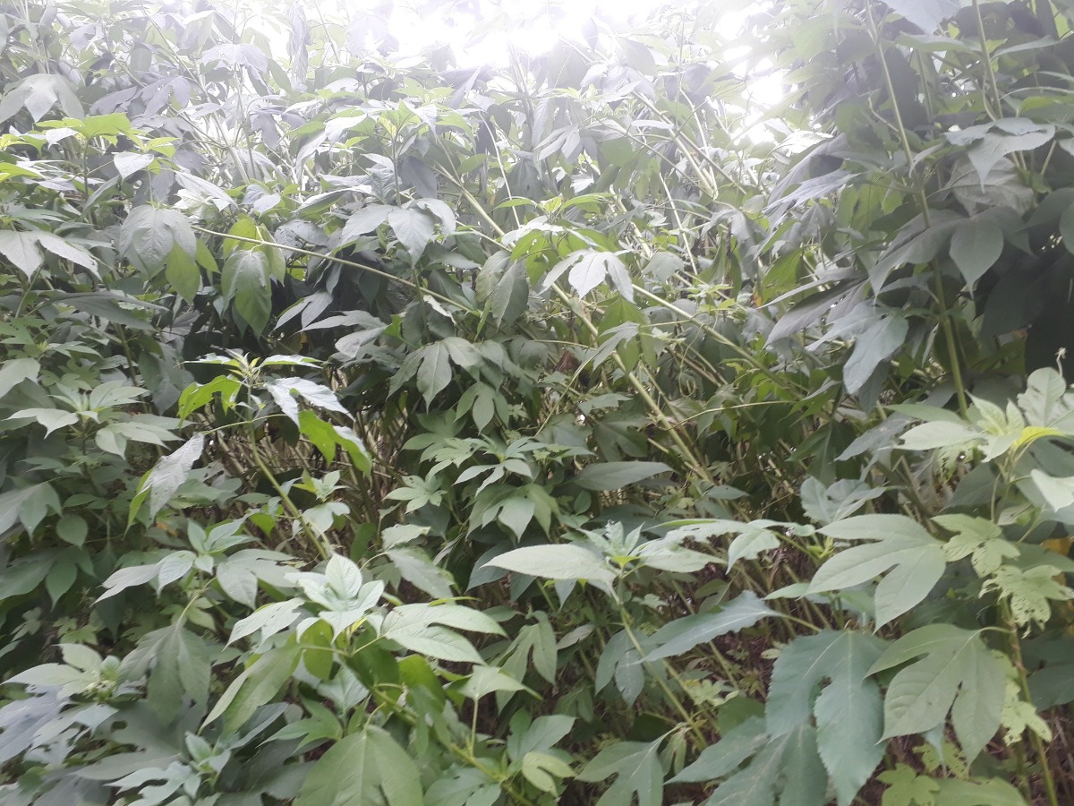 미국에서 건너 온 생태 교란 외래종, 단풍잎돼지풀