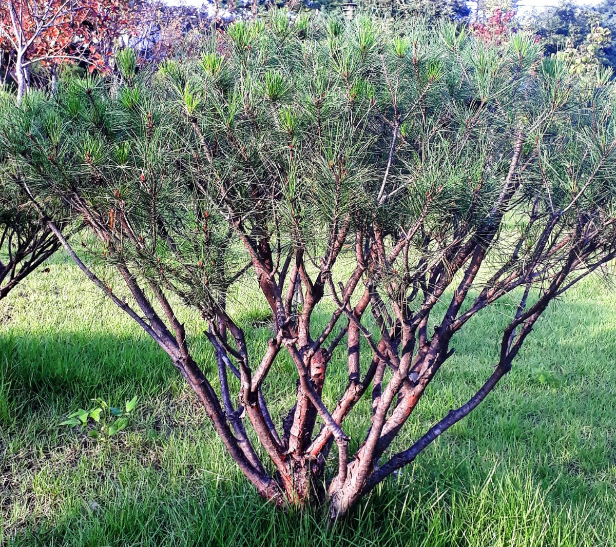 반송은 조신하면서도 속이 차서 조경수로 많이 심는다.