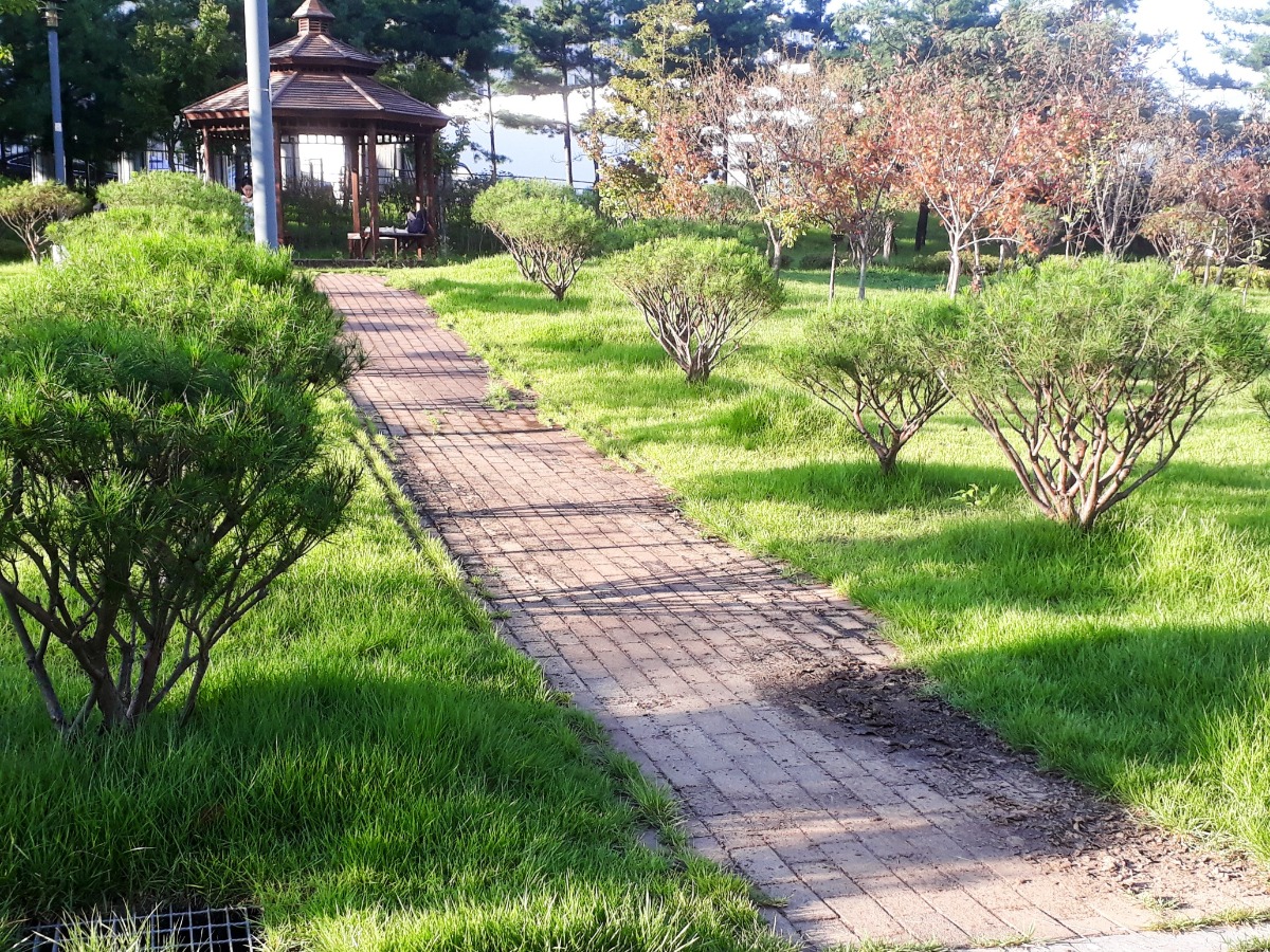 운정호수공원에 줄지어 선 반송들