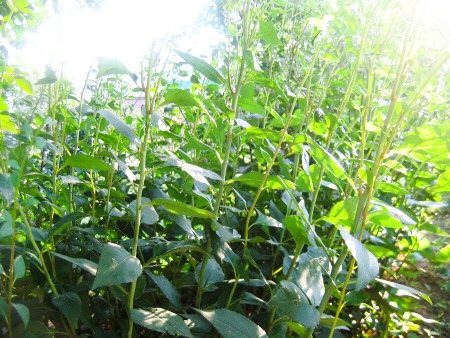 꽃대를 내밀고 있는 참취