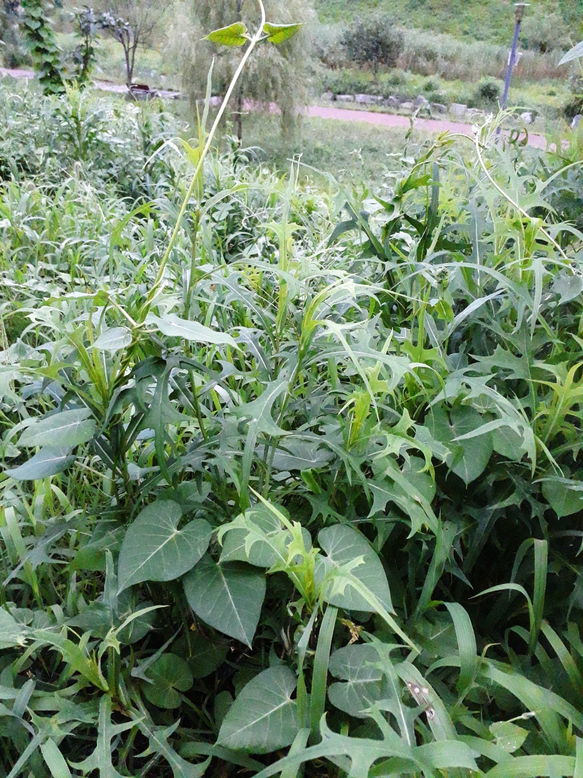 왕고들빼기와 박주가리가 뒤엉켜 있다.