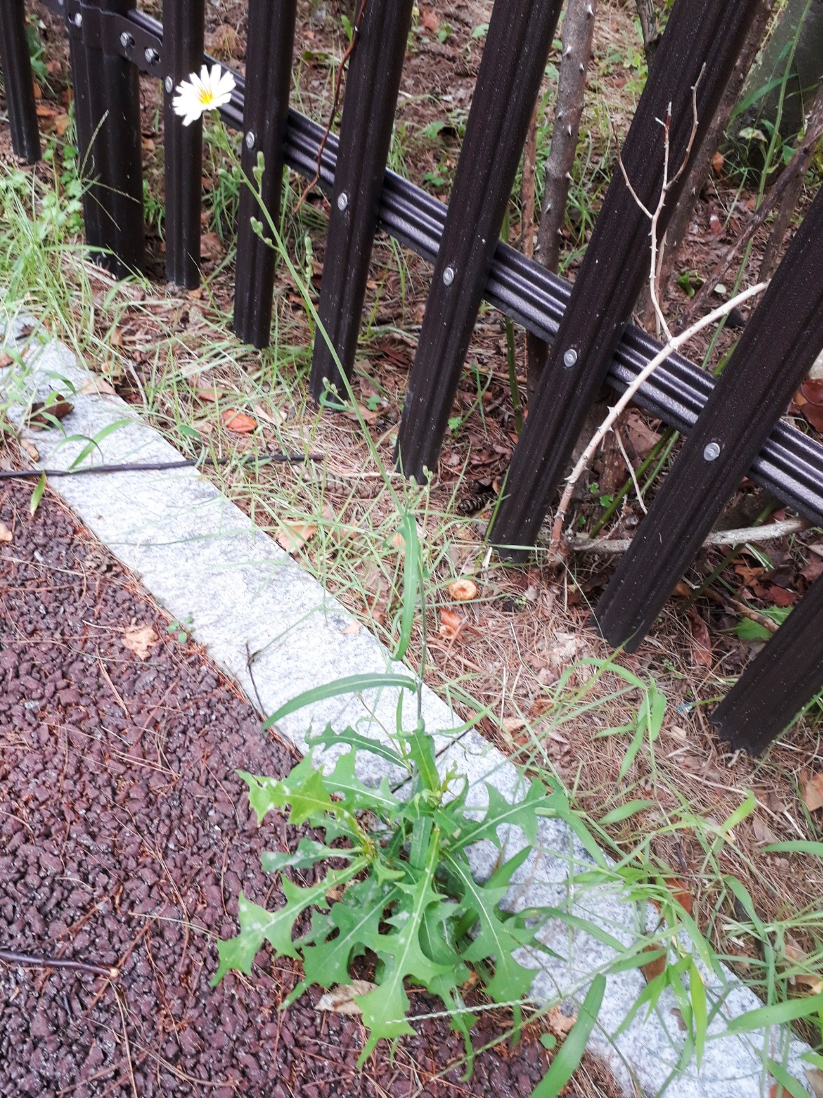 꽃을 피운 왕고들빼기