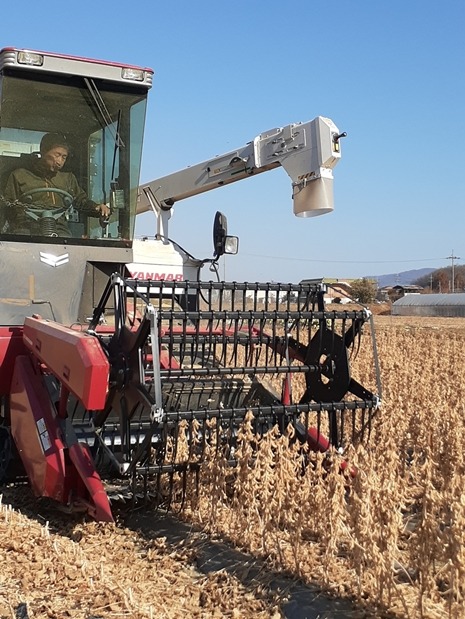 파주 장단콩 수확 모습