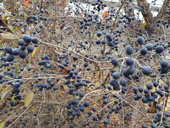 까맣게 익은 쥐똥나무 열매(초겨울)