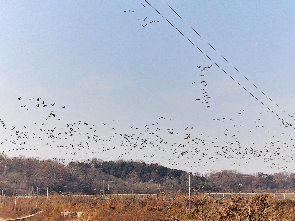 무리를 지어 하늘을 나는 철새 떼