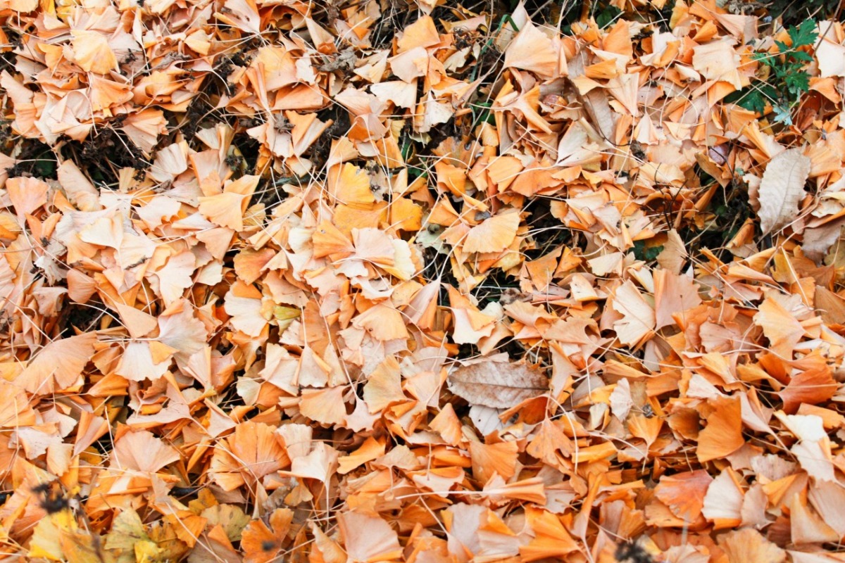 나무 아래 한가득 떨어진 은행잎을 보며 풍성하고 멋있었을 은행나무를 상상해본다.