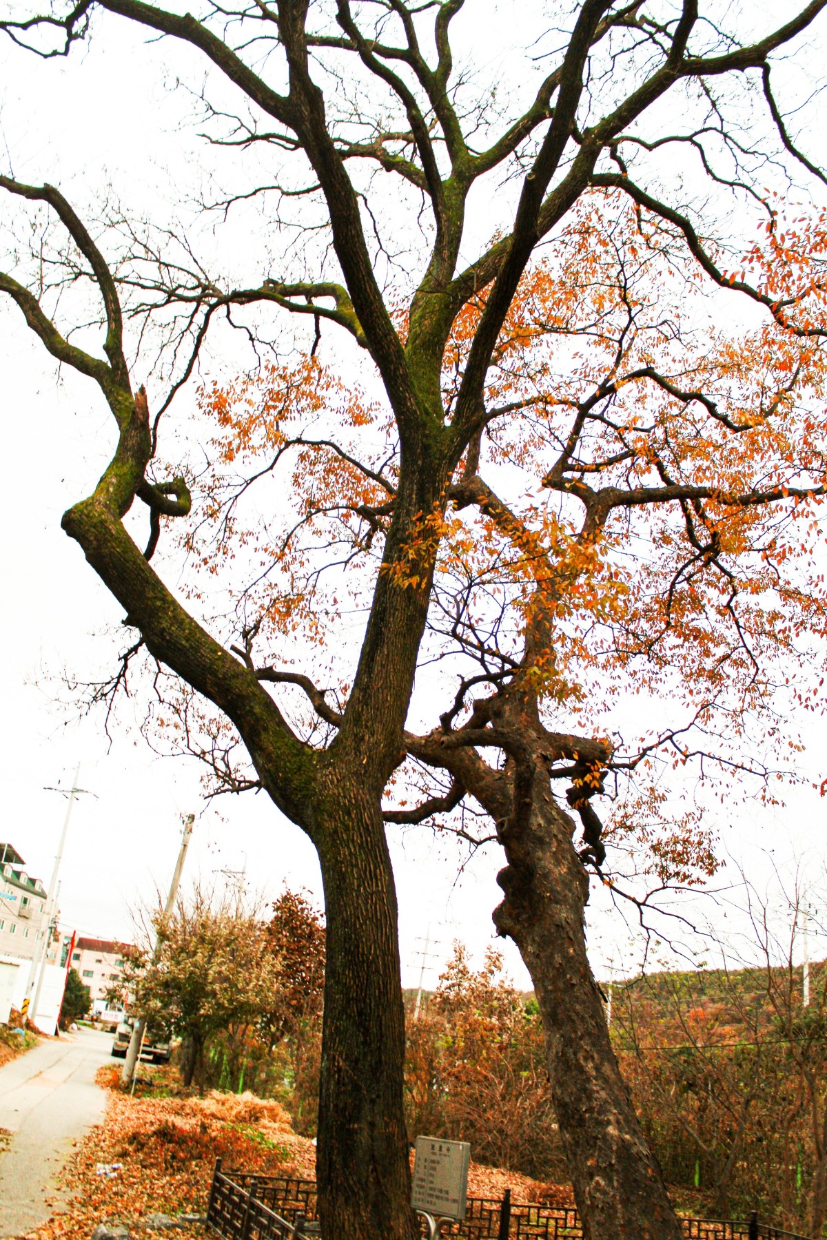전주 이씨 일가가 마을에 이주하며 심었다는 회화나무