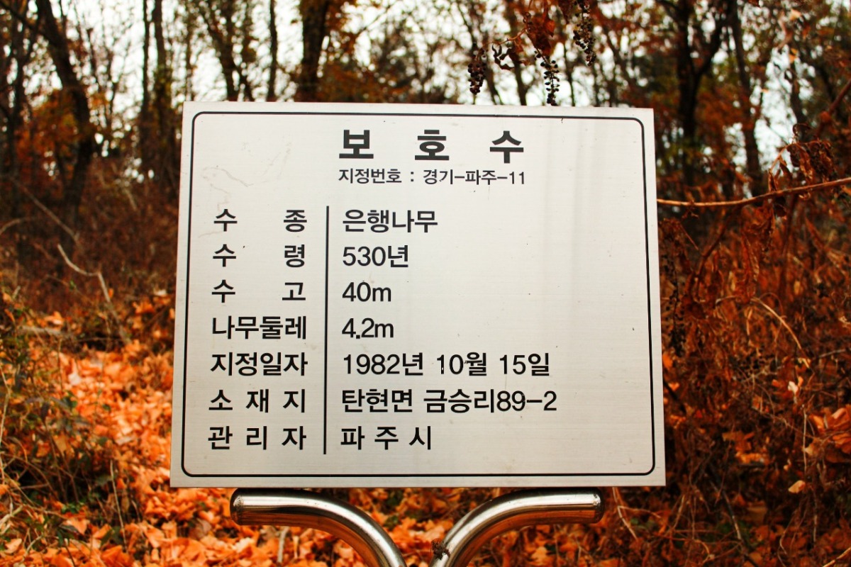 보호수 지정 표지판