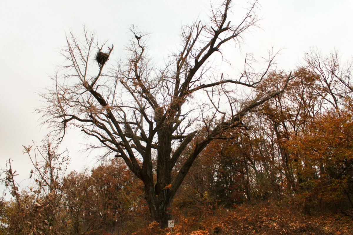 문종 임금이 황희 정승에게 하사한 은행나무. 초겨울이라 잎이 다 졌다.