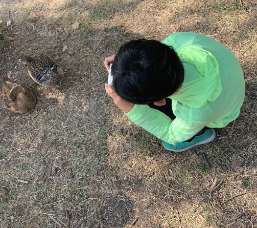 어린이가 흰뺨검둥오리 사진을 찍고 있다.