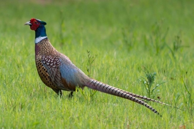 꿩의 수컷, 장끼