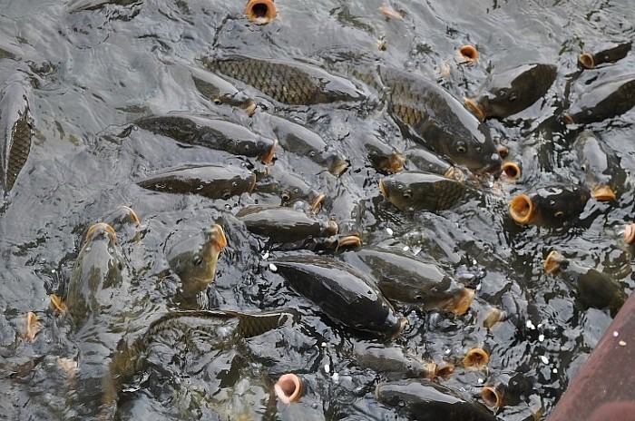 칙칙한 색으로 돌아간 비단잉어들