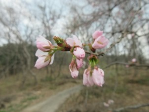 황정욱 묘역 입구에 핀 꽃